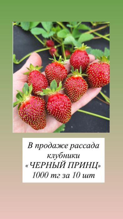 Рассада клубники . КЛУБНИКА