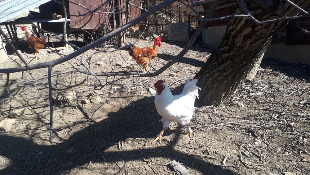 Cocosi si gaini de vanzare