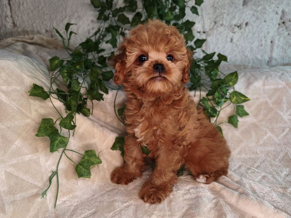 Vand baietel Cavapoo f1 rosu