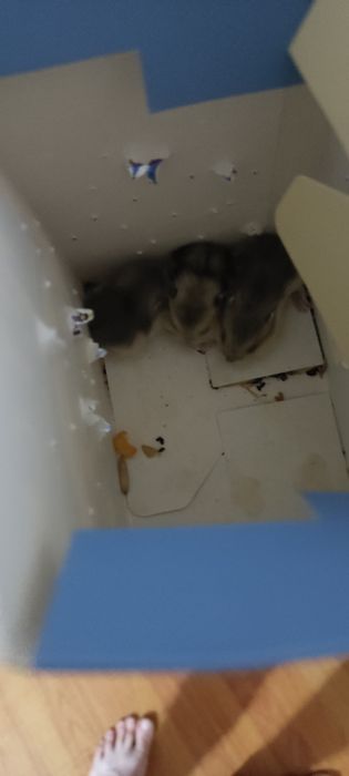 Хомяки хорошие красивые