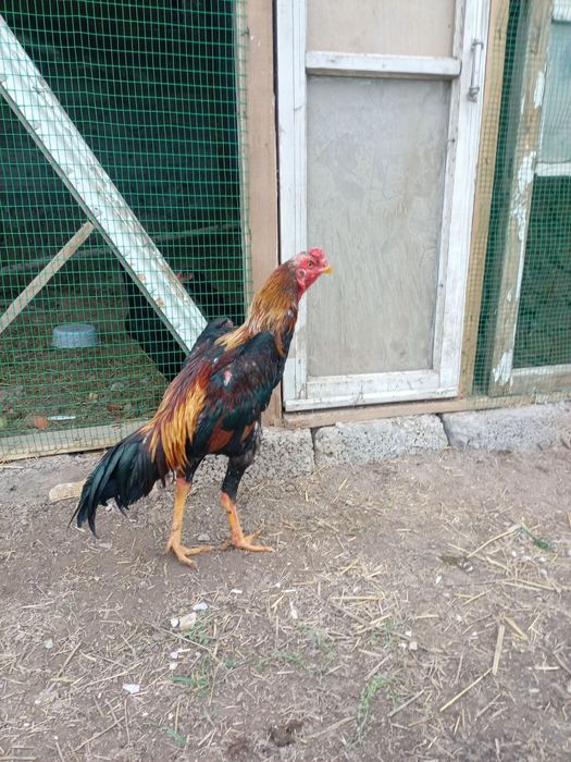 Turk zotli dakan xoroz