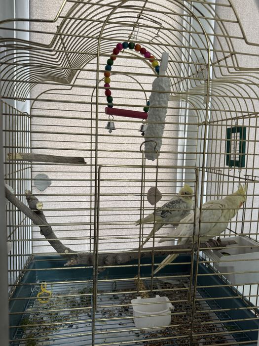 Продам  попугаев