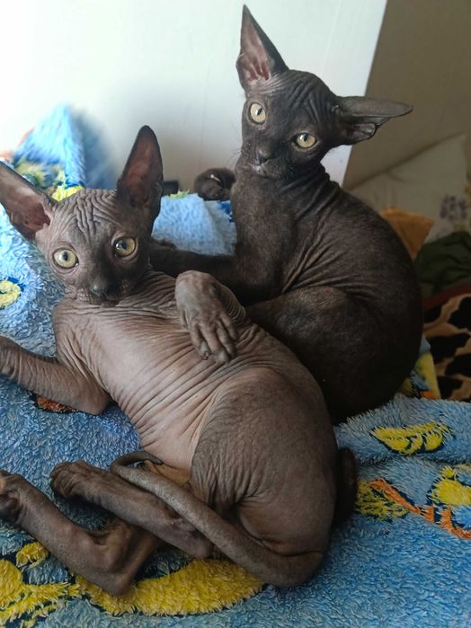 Продажа котят сфинкса