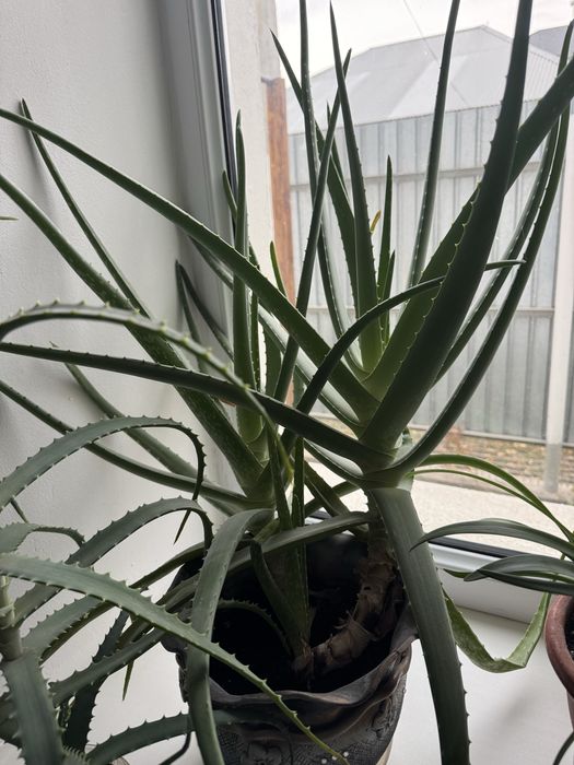 Многолетнее растение Алое