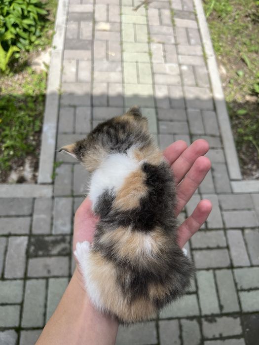 Отдам трех котят в хорошие руки!!