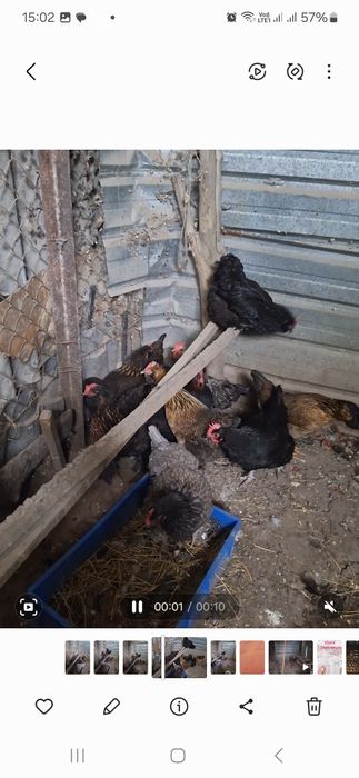 Продам курей домашние