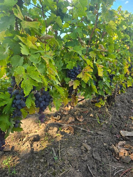 Struguri de vânzare pentru vin si de masa.
Tel : 0783 082 299