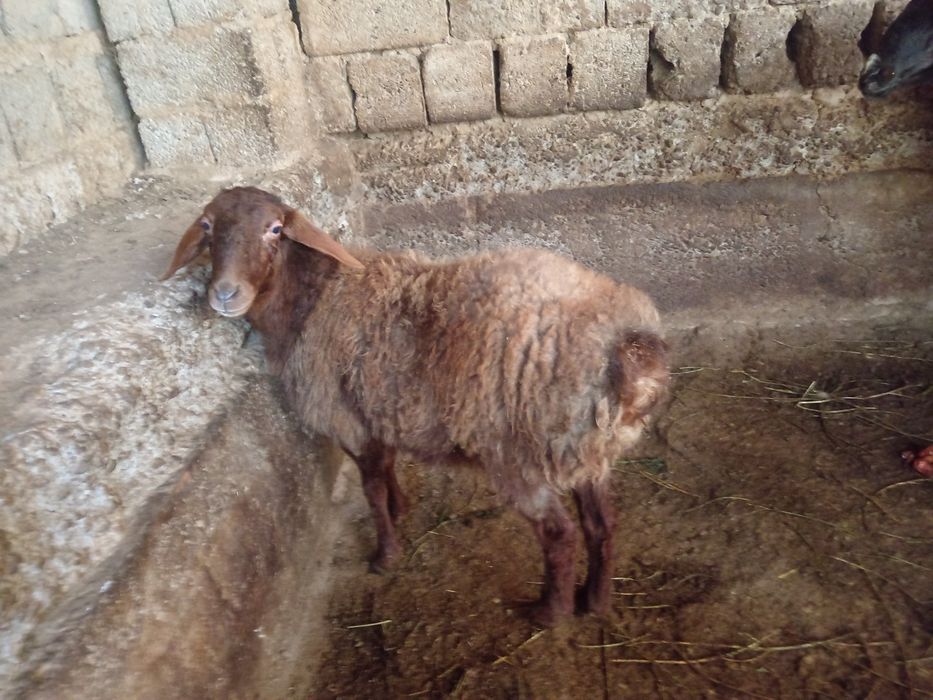 Ургочи богоз Qirgiz  qoy urgochi bogoz  кой соглик киргиз