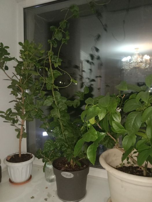 Продам цветы растения