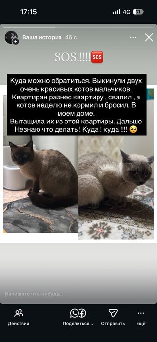 Отдам в добрые руки !