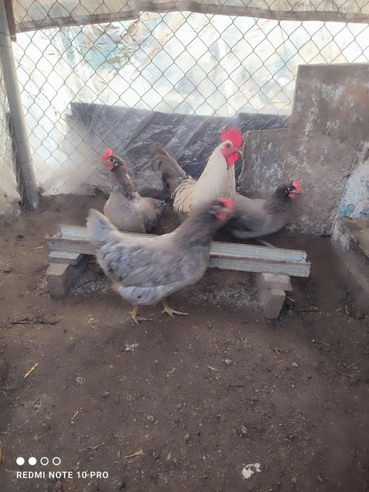 Разплодни яйца от Шведски Исбар