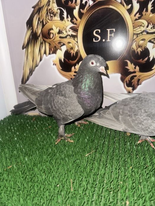 Takla jucatori turcești calitate garantată de joc