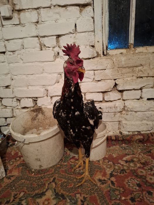 Дакан продаётся шолпан