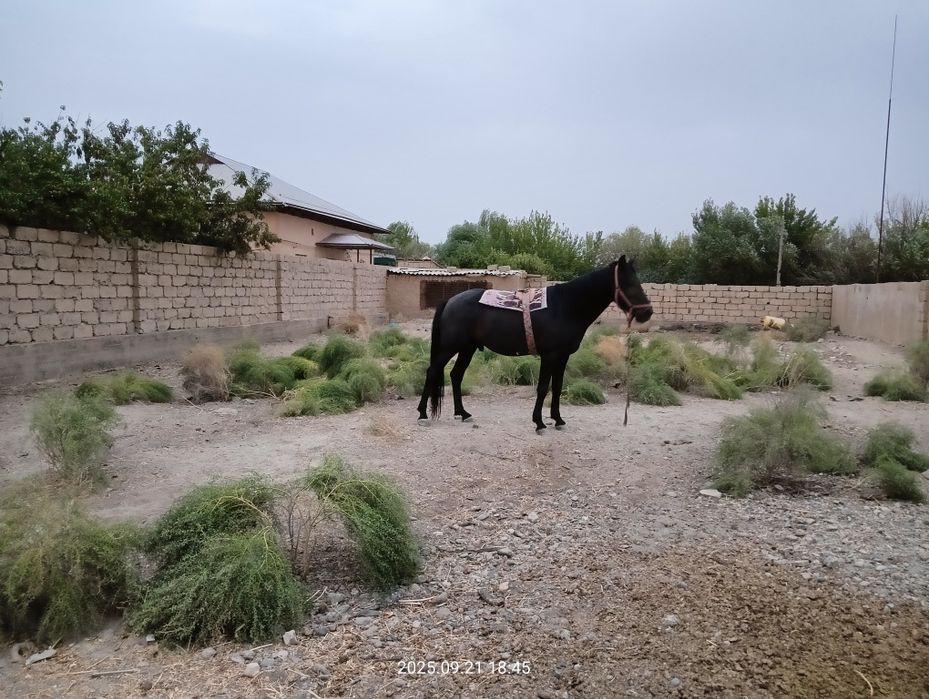 Ot sotiladi kõpkari ot