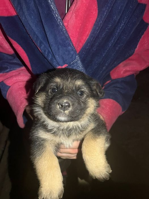 Немецкая овчарка