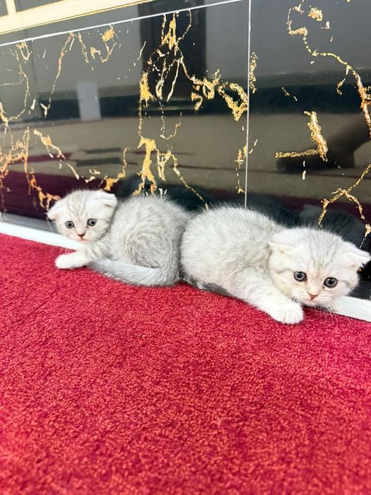 Кошки серебристый Шиншилла