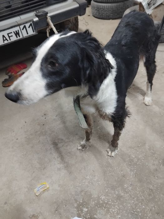 Тазы ұргашы сатылады