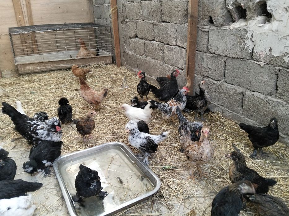 Pui de rasa struma bantam