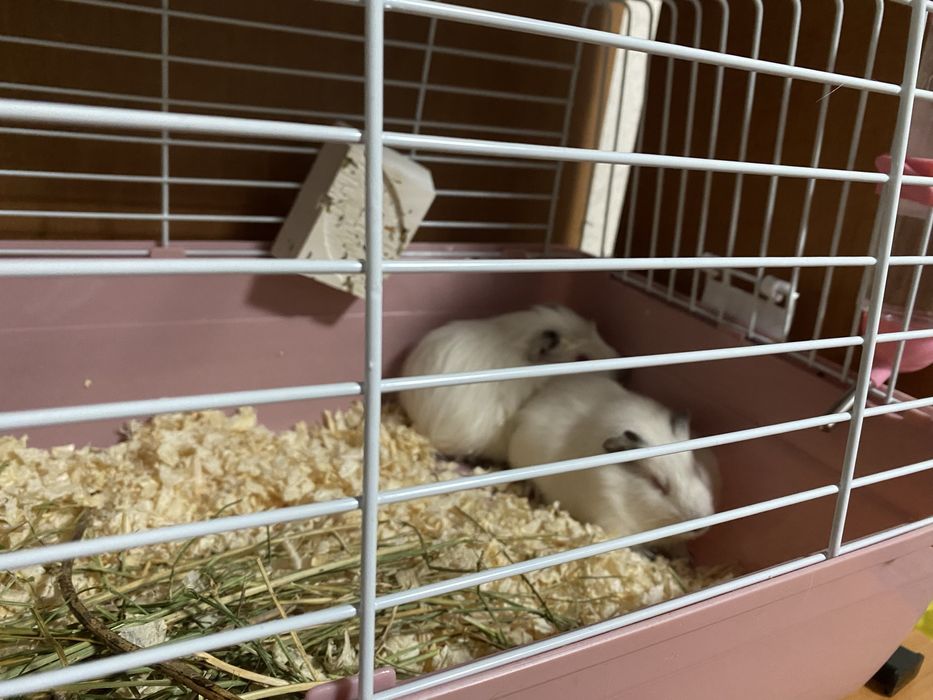 Продам морских свинок