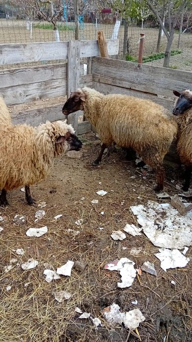 Vând 4 carlani de anu trecut