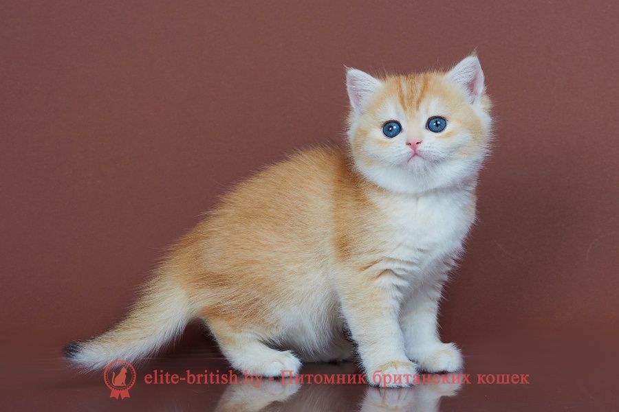 Британскцы котята золотая шиншилла