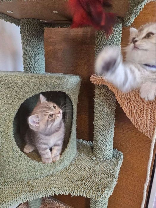 Шотландский котята