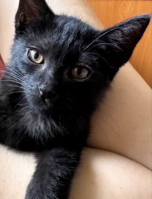 Котик Черныш около 3 мес