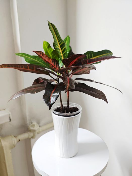 Кротон сорт Нервия