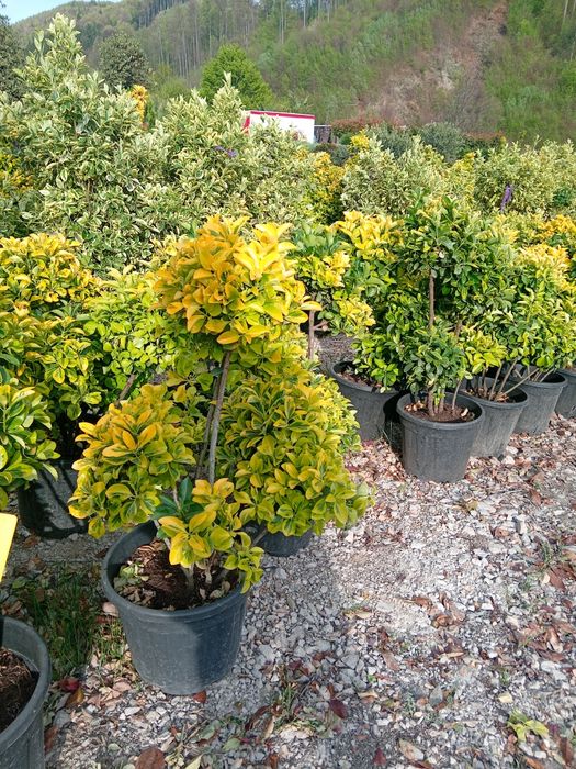 Globulari tuia leilandi