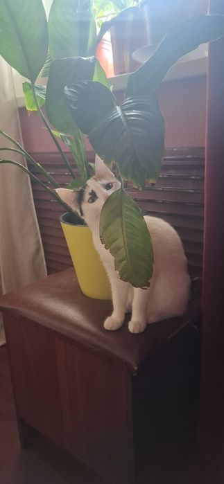 Отдадим в хорошие руки