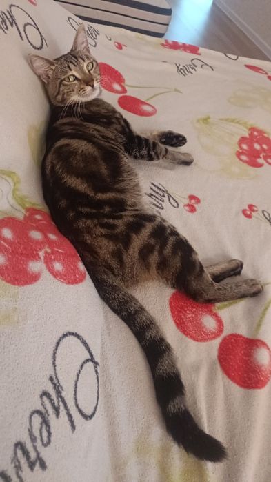 Отдам кота, в очень хорошие руки.