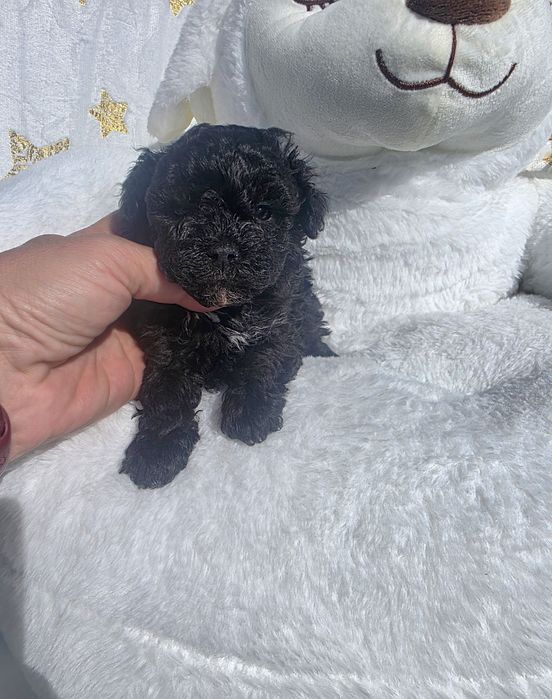 Пудел  момче с документ за произход