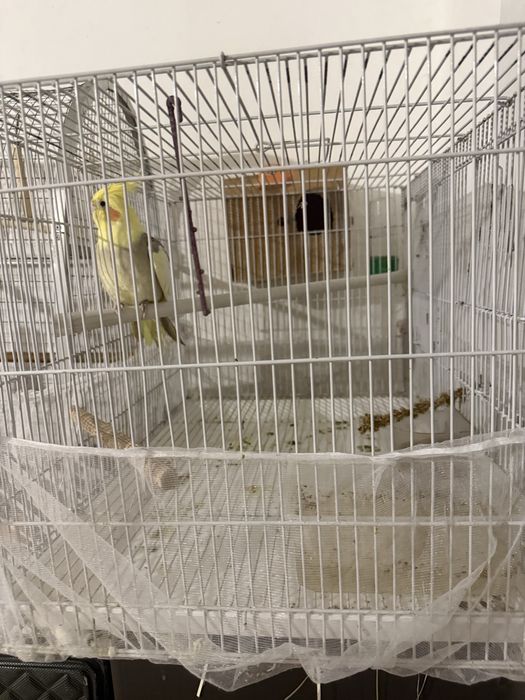 Корелла с клеткой