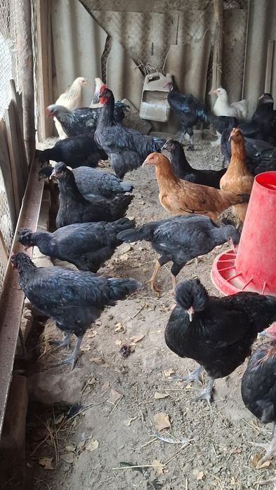 Товук ва хурозлар сотилади