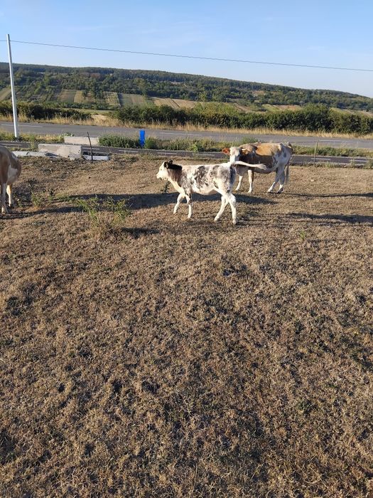 Se vând vițel frumosi