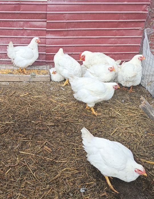 Pui crescuți în gospodărie