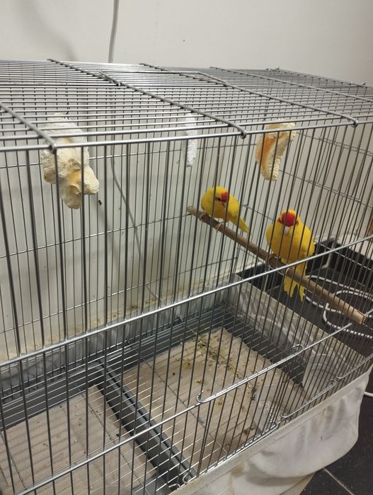 New zilandiya va karola to'tilari