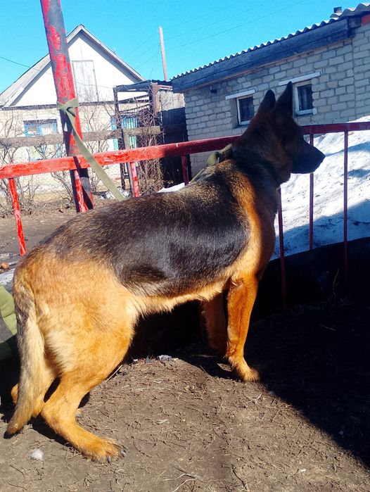 Продам немецкую овчарку