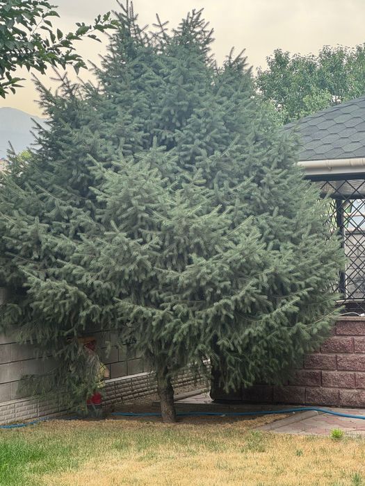 Продам три елки