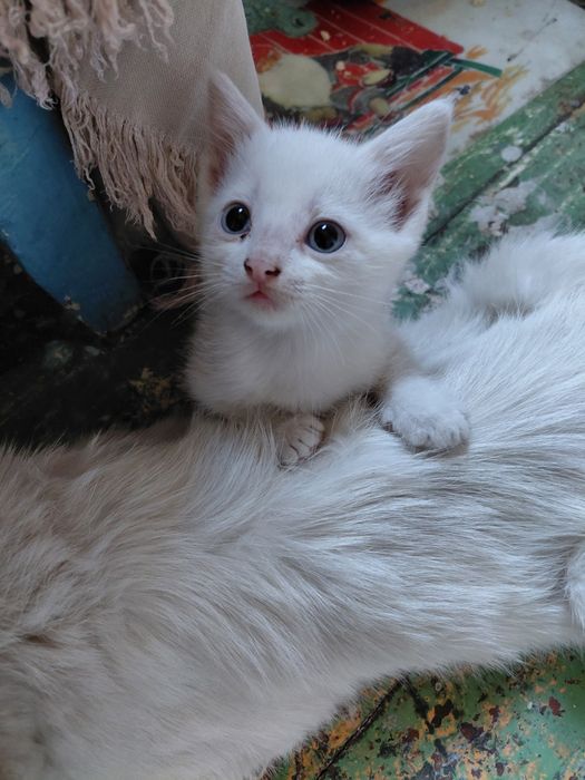 Отдам котят от крысоловки
