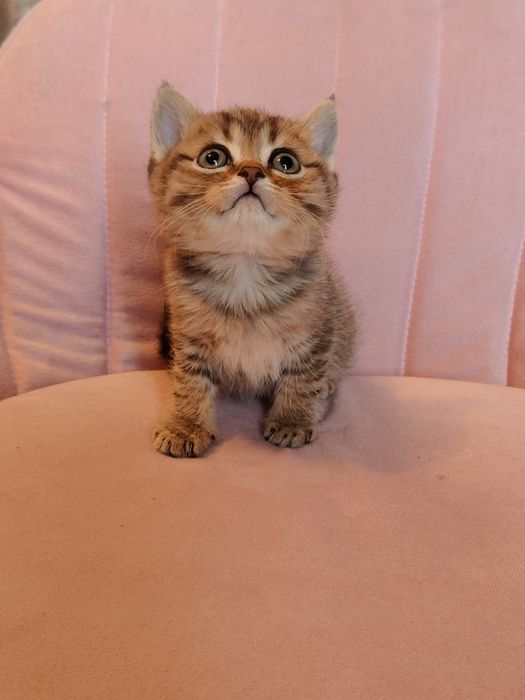 Табби золотой котики