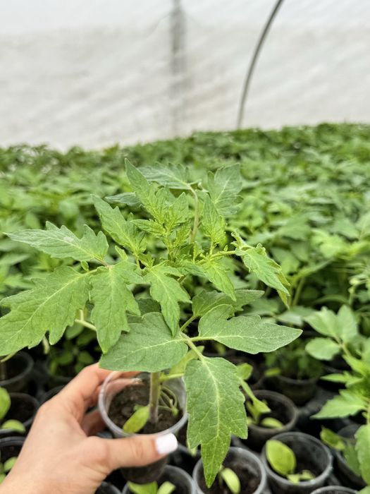 Разсад домати- червени и розови