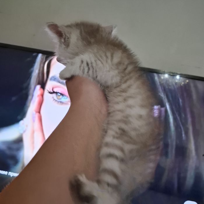 Британские котята