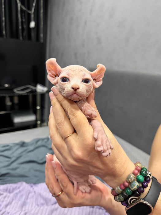 Котята очаровашки сфинкс бамбино