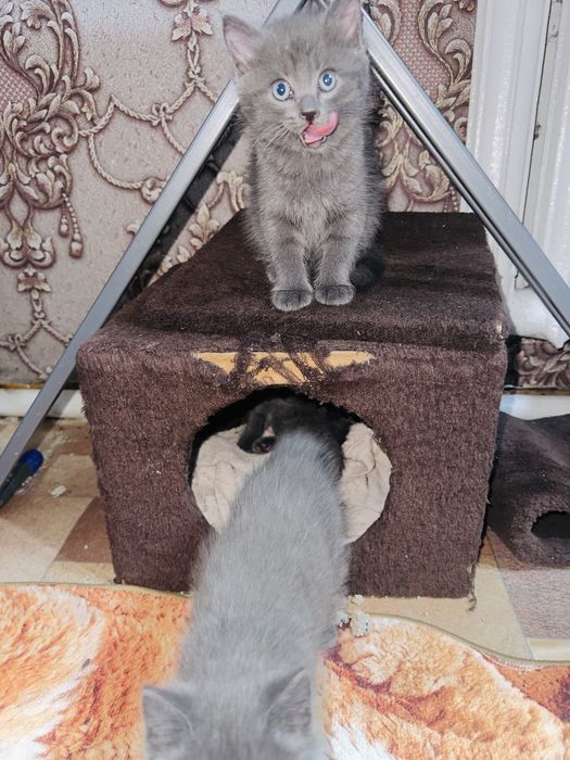 Отдам красивых кошечек