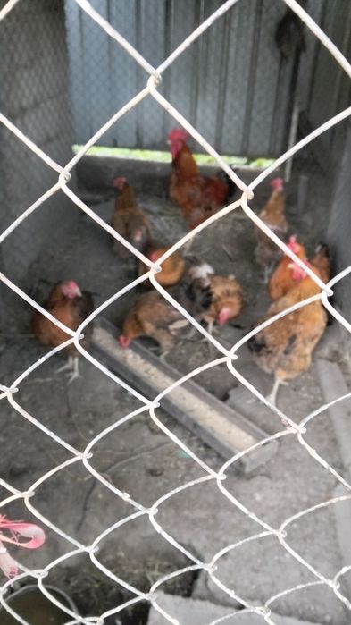 Продам кученских кур