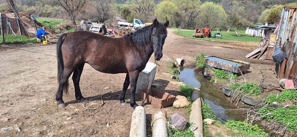 5 годишна кобила