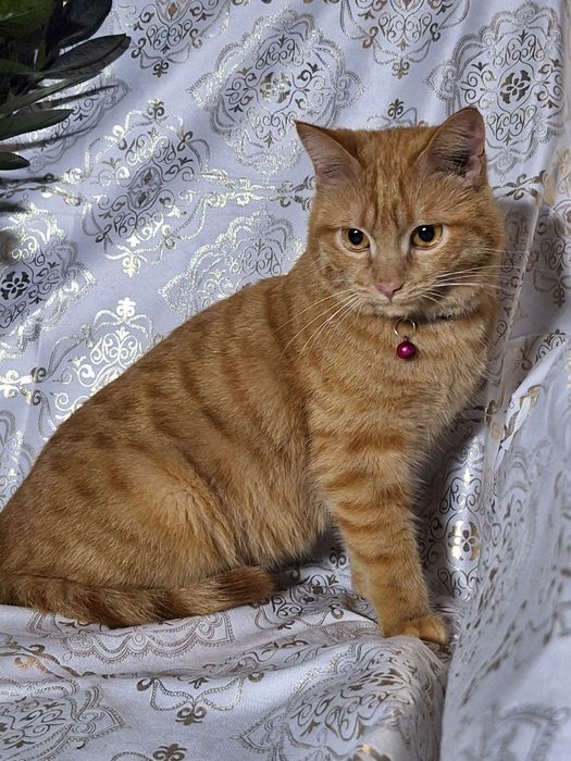 Подарите Симбе семью