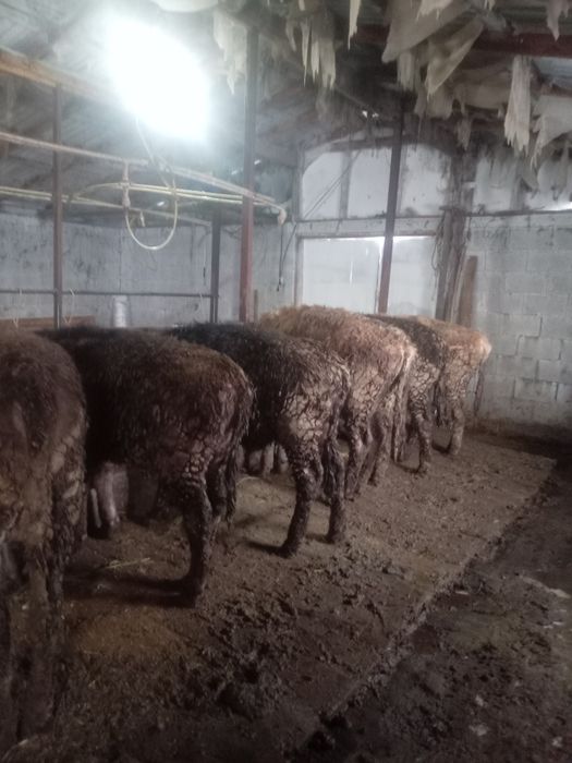 Откормда жемде тұрған букалар сатам