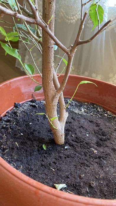 Фикус Бенджемина